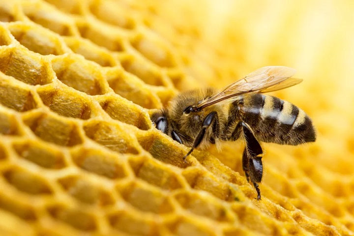 Unveiling the Mysteries of How Honey Bees Produce Wax